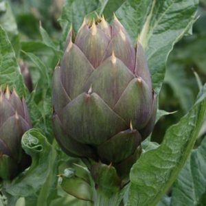 Prodotti tipici di Albenga
