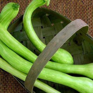 Zucchine trombetta di Albenga