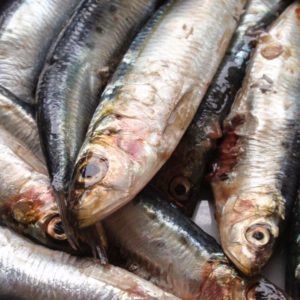 Pescato tipico di Noli
