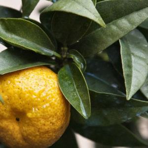 Chinotto di Savona
