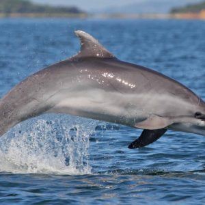 Whale watching ponente ligure