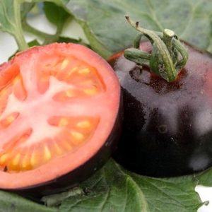 Pomodoro nero di Seborga