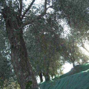 Fattoria didattica Gaaci